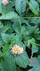 Lantana camara