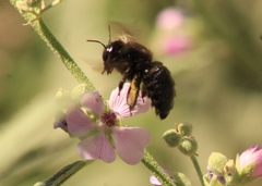 Xylocopa tabaniformis pallidiventris