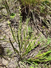 Baccharis trimera