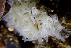 Clathrina