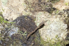Ploiaria antipodum