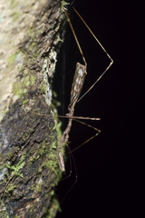 Ploiaria antipodum