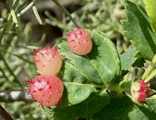 iNaturalist observation photo of Spiny Leaf Gall Wasp