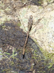 Ploiaria antipodum