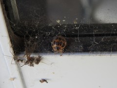 Epilachna paenulata