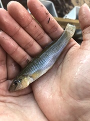 Fundulus seminolis