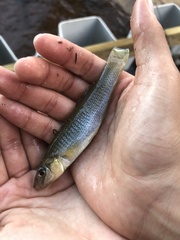 Fundulus seminolis