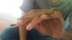 Anolis auratus