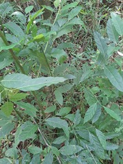 Ocotea puberula