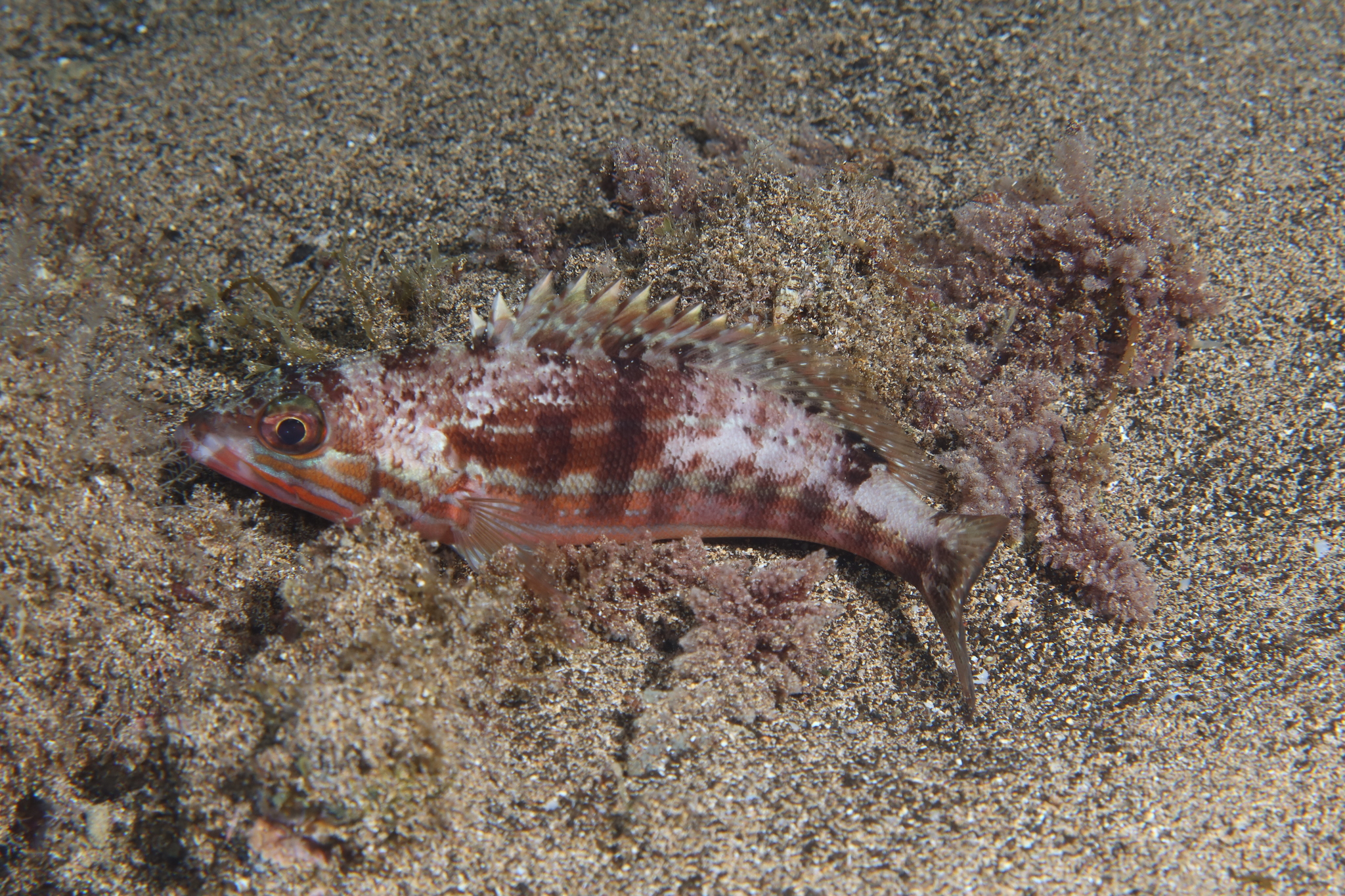 Cabrilla