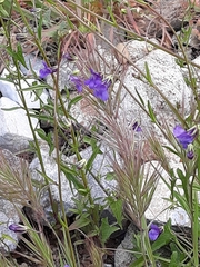 Neogaerrhinum strictum