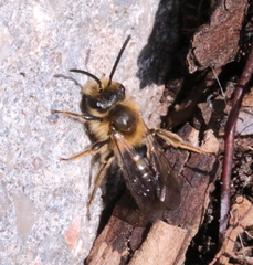 Andrena dunningi