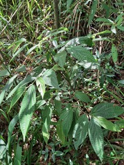 Piper gaudichaudianum