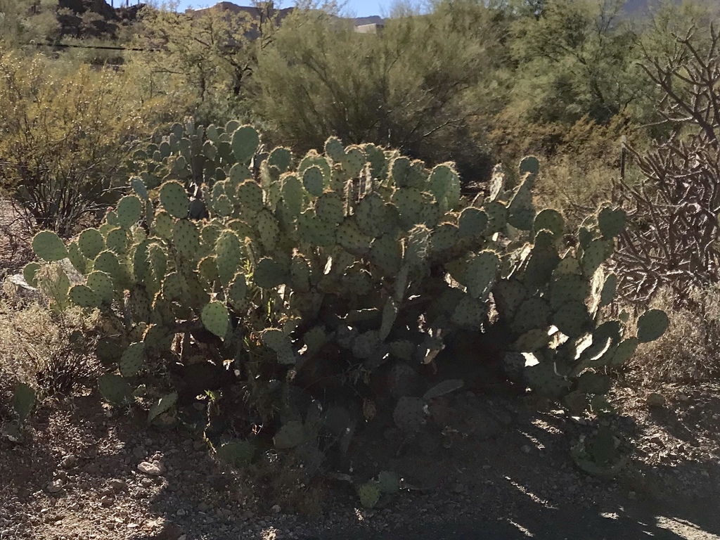 Opuntia riparia