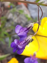 Neogaerrhinum strictum