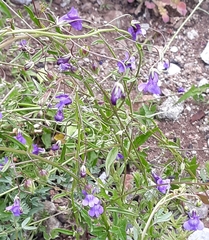 Neogaerrhinum strictum