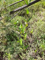 Symphyopappus