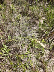 Pterocaulon balansae