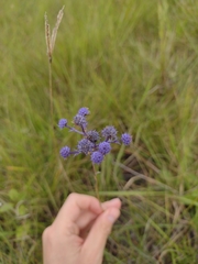 Eryngium junceum