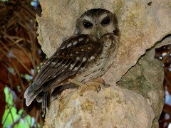 Margarobyas lawrencii