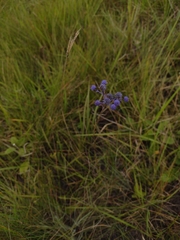 Eryngium junceum