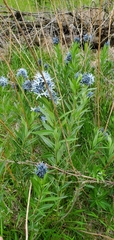 Amsonia repens