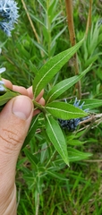 Amsonia repens