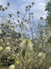 Fothergilla major