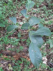 Citronella paniculata