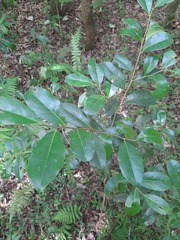 Cinnamodendron dinisii