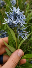 Amsonia repens
