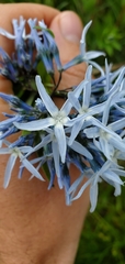 Amsonia repens