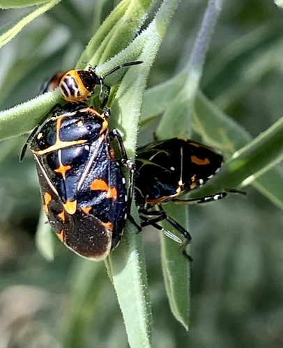 iNaturalist observation photo of Harlequin Bug