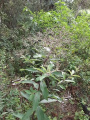 Vernonanthura westiniana