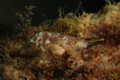 Canthigaster capistrata