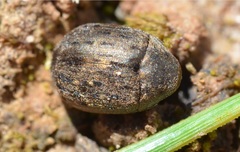 Byrrhus pilula