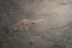 Uranoscopus scaber