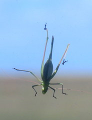 Burgilis curta