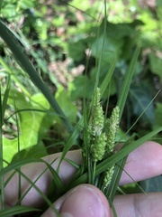 Carex caroliniana