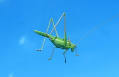Burgilis curta