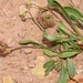Scorpiurus muricatus - Photo (c) faluke, algunos derechos reservados (CC BY-NC), subido por faluke