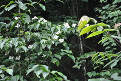 Cornus multinervosa
