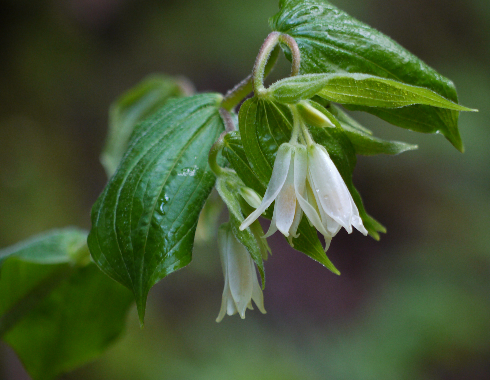 Prosartes smithii