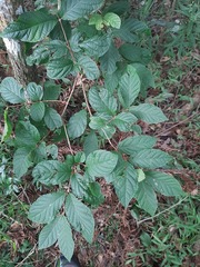 Campomanesia xanthocarpa