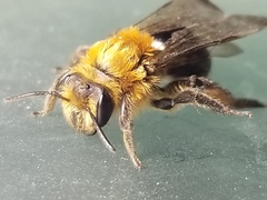 Andrena dunningi