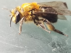 Andrena dunningi