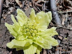 Petasites japonicus