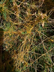 Cuscuta australis