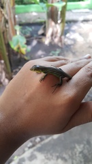 Cnemidophorus gaigei