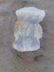 Stomolophus meleagris